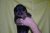 Puppies J